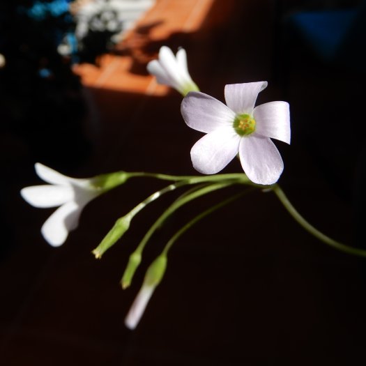 Oxalis triangularis